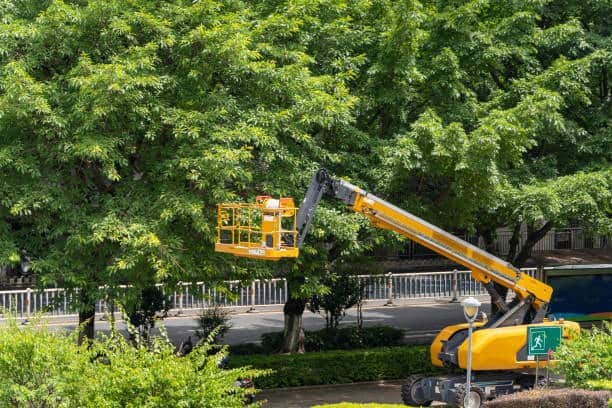 Stump Grinding